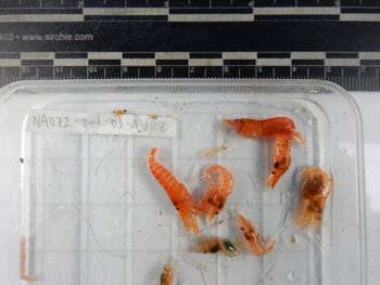 Media type: image;   Invertebrate Zoology 139217